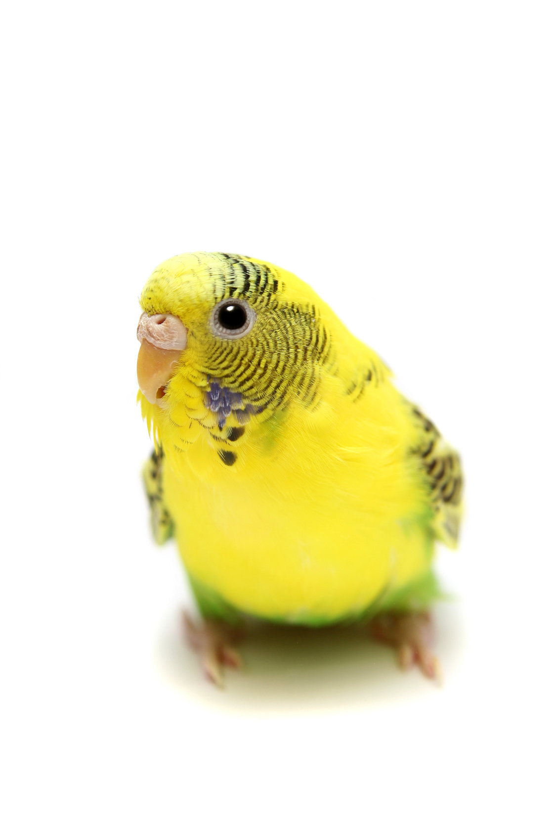 Budgie female on the white background