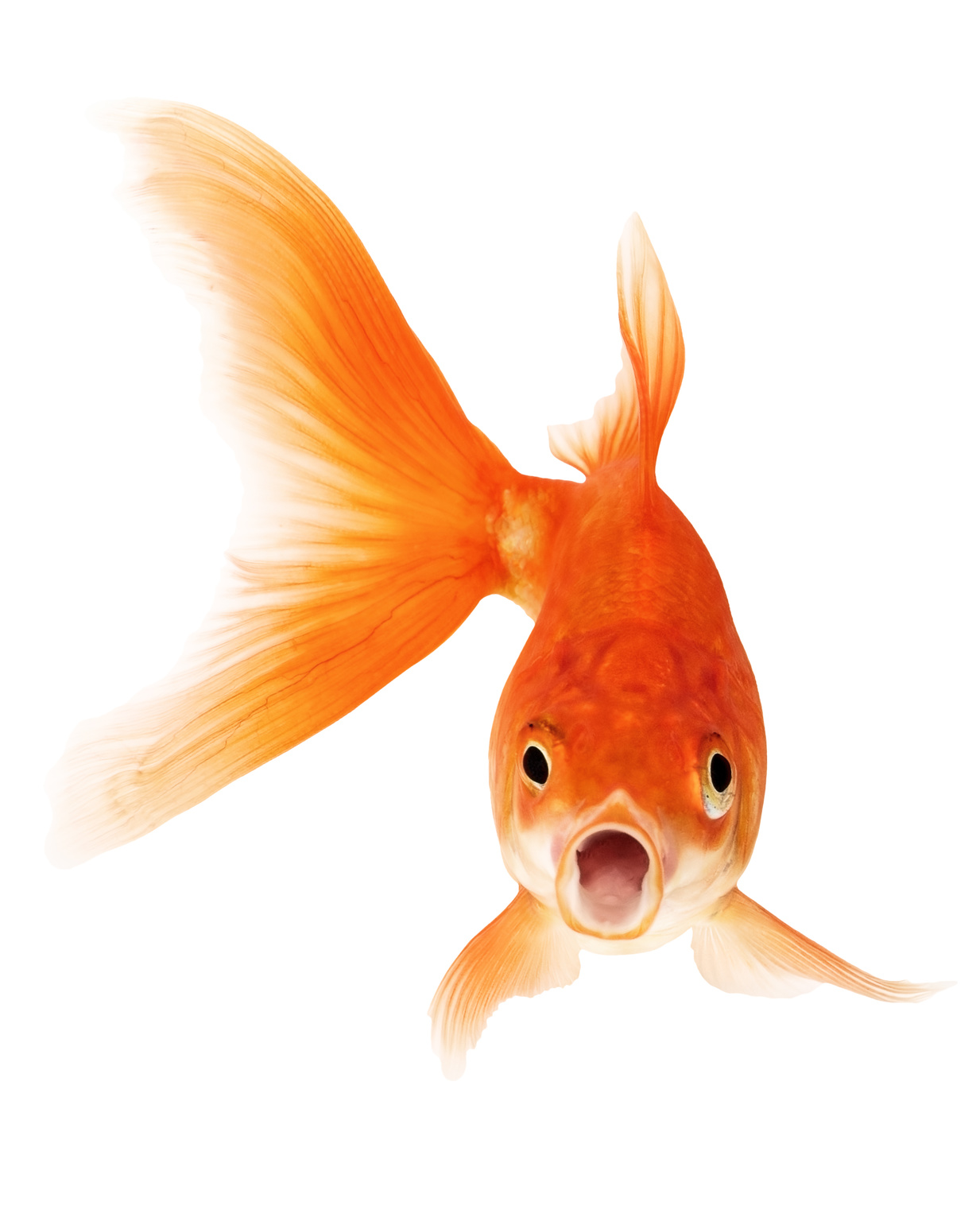 Red Goldfish Isolated on White Background