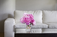 pink peonies in white living room